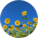 mihotan profile picture